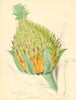 PLANTAE UTILIORES. Common Pine Apple (Ananassa sativa) Hand colour. BURNETT 1842