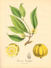 PLANTAE UTILIORES. Gamboge Mangostan(Garcinia Cambogia) Hand colour.BURNETT 1842