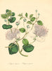 PLANTAE UTILIORES. Common & Rock Caper (Capparis spinosa/rupestris).BURNETT 1842
