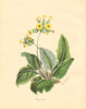PLANTAE UTILIORES. Common Cowslip (Primula Veris) Hand colour. BURNETT 1842