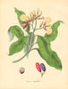 PLANTAE UTILIORES. Clove Spice Tree (Eugenia caryophyllata). BURNETT 1842