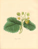 PLANTAE UTILIORES. Alpine Strawberry (Fragaria collina) Hand colour.BURNETT 1842