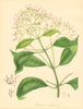 PLANTAE UTILIORES. Laurel-leaved Cinchona (Condaminea) Hand colour. BURNETT 1842