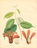 PLANTAE UTILIORES. Camphor Tree of Sumatra (Dryobalanops Camphors). BURNETT 1842