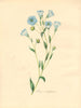 PLANTAE UTILIORES. Common Flax (Linum usitatissimum) Hand colour. BURNETT 1842