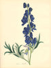 PLANTAE UTILIORES. Monk's Hood or Wolf's Bane (Aconitum Napellus). BURNETT 1842