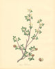 PLANTAE UTILIORES. Balsam of Gilead Tree (Amyris Gileadensis). BURNETT 1842