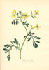 PLANTAE UTILIORES. Common Rue (Ruta graveolens) Hand colour. BURNETT 1842