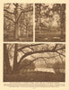 Bird sanctuaries in Highgate Woods, Hyde Park & Kensington Gardens 1926 print