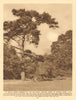 In Hadley Woods, the Royal hunting forest of Enfield Chase 1926 old print