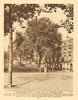 The plane trees of Torrington Square, Bloomsbury 1926 old vintage print