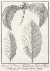 'Partie d’un Rameau de Caffé'. Coffee tree plant flower fruit leaf. SCHLEY 1756