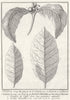 'Partie d’un Rameau de Caffé'. Coffee tree plant flower fruit leaf. SCHLEY 1756