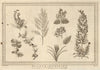 Plants of Australia and Brazil. SCHLEY 1758 old antique vintage print picture