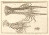 LIV - Ecrevisses d'Amboine. Indonesia. Crayfish of Ambon. Maluku. SCHLEY 1763