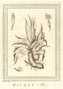 'Maghey Aloé'. Mexico. Aloe plant. SCHLEY 1762 old antique print picture