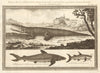 Young Alligator, drawn in London October 1739. Shark. Catfish 1746 old print