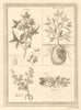 'Cottonier & plantes de Guinée'. Cotton Cassava manioc potato. West Africa 1747