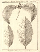 'Partie d’un Rameau de Caffé'. Coffee tree plant flower fruit leaf 1752 print