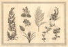 Plants of New Holland (Australia) and found by William Dampier in Brazil 1753