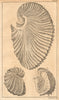 Plate III. Sea shells. Paper Nautilus, Argonauta. Molluscs 1755 old print