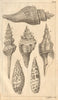 Plate VII. Seashells. Rock / Murex. Volute / Voluta. Molluscs 1755 old print