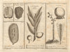 West African fruit. Kola nut. Guava fruit. Kalabash Calabash tree 1745 print