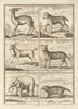 African animals. Elephant Tiger Gazelle Civet Bezouar goat Ounce leopard 1745
