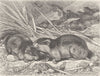 RODENTS. Norwegian lemmings migrating 1894 old antique vintage print picture