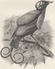 PERCHING BIRDS. Wilson's bird of paradise  (Guillemard Marchesa cruise) 1894
