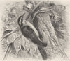 PERCHING BIRDS. West Indian honey-creeper or banana-quit 1894 old print