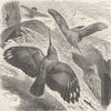 PERCHING BIRDS. The wall-creeper 1894 old antique vintage print picture