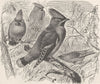 PERCHING BIRDS. Bohemian waxwing 1894 old antique vintage print picture