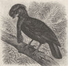 PERCHING BIRDS. Umbrella-bird 1894 old antique vintage print picture