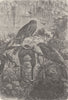 FAMILIES. The home of the oil-bird 1895 old antique vintage print picture