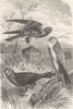 BIRDS. Harriers. Hen; Montagu's; Pale-chested 1895 old antique print picture