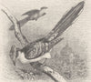 BIRDS. Great spotted cuckoo 1895 old antique vintage print picture