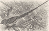BIRDS. Long-tailed coly or mouse-bird 1895 old antique vintage print picture