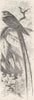 BIRDS. Argentine fork-tailed nightjar  1895 old antique vintage print picture