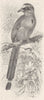BIRDS. Brazilian motmot 1895 old antique vintage print picture