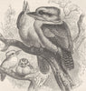 BIRDS. Laughing kingfisher 1895 old antique vintage print picture