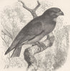 BIRDS. Oriental roller 1895 old antique vintage print picture