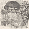 BIRDS. Hyacinthine macaw 1895 old antique vintage print picture