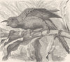 BIRDS. Slight-billed parraquet 1895 old antique vintage print picture