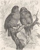 BIRDS. Red-sided eclectus 1895 old antique vintage print picture