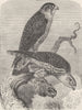 BIRDS. Merlins 1895 old antique vintage print picture