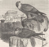 BIRDS. Lesser kestrel 1895 old antique vintage print picture