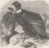 BIRDS. Male and female condors 1895 old antique vintage print picture