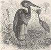 BIRDS. Goliath heron in breeding plumage  1895 old antique print picture