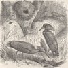 BIRDS. Hammer-heads and their nest 1895 old antique vintage print picture